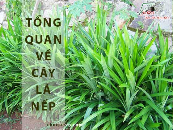 Tổng quan về cây lá nếp (cây lá dứa)